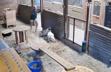 Фермерша не дала свою козу в обиду