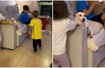 Пёс не успел спрятаться от детей