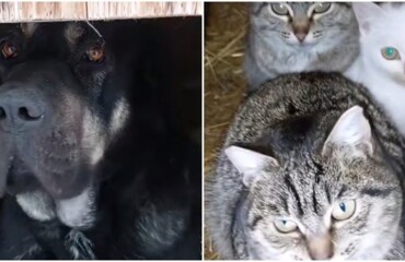 Собака пустила кошек в свою будку