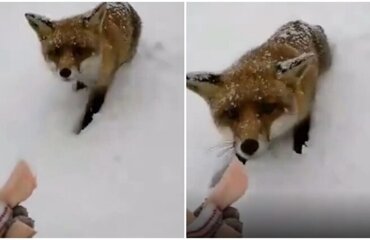 какой нибудь видео прикол. Смотреть фото какой нибудь видео прикол. Смотреть картинку какой нибудь видео прикол. Картинка про какой нибудь видео прикол. Фото какой нибудь видео прикол