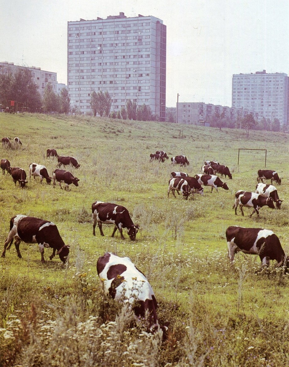 Переносимся в Рязань. На переднем плане коровки, на заднем - новостройки. На фото Касимовское шоссе, а поле это уже давно застроено.