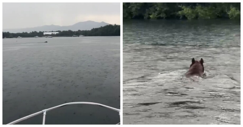 На Байкале засняли водоплавающего медведя
