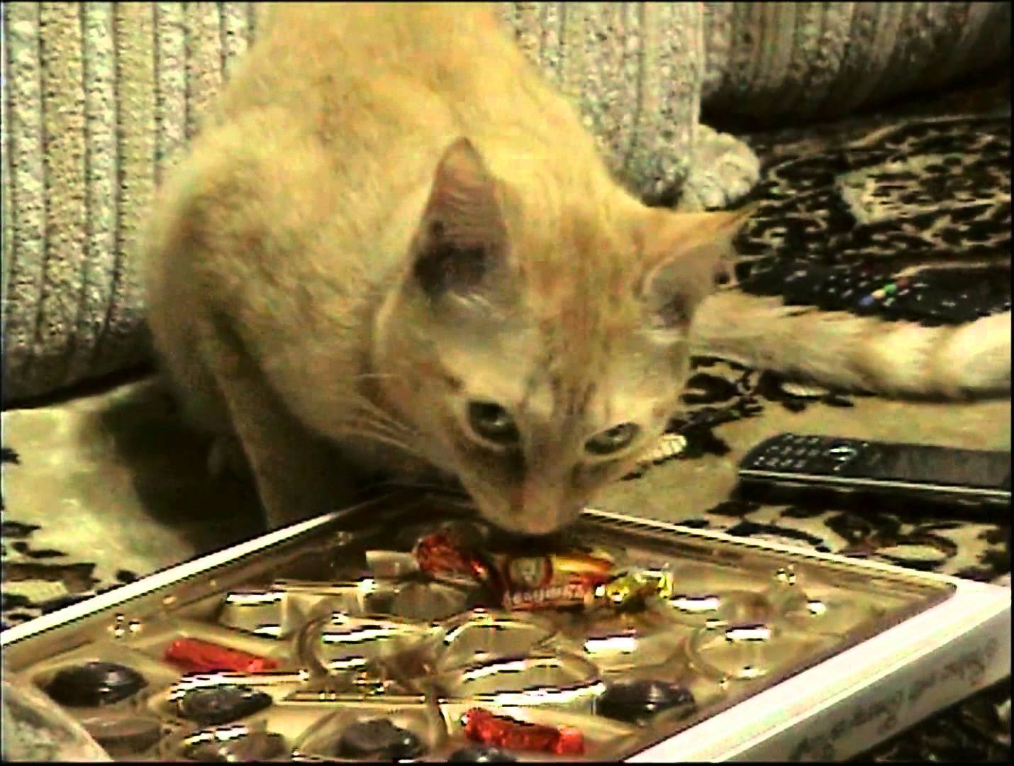 Кот воровка. Кот ворует конфеты. Кот с конфетами. Котик с конфеткой.