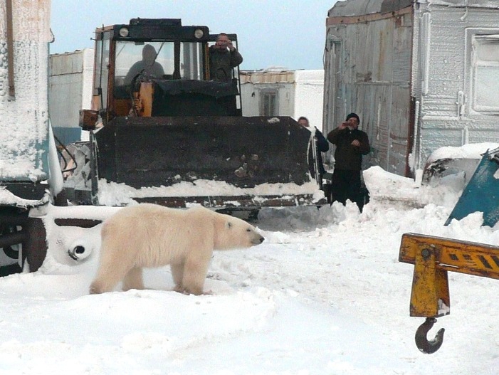 Медведь на вахте. Белый медведь на вахте.