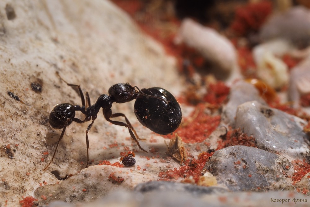 Несмотря на муравьиную склонность. Суперколония муравьёв. Муравьиное кладбище. Кладбище муравьёв. Кладбищенские муравьи.