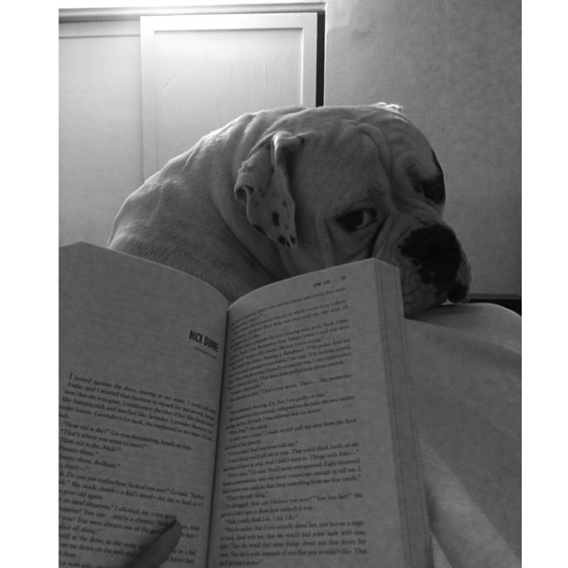 Pet reading 5. Литературные собаки. Животное с книгой. Звери с книжками. Книга животные.
