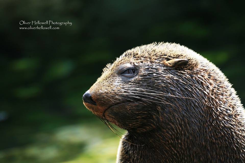 Медведь с синдромом дауна. Животные с синдромом Дауна. Бурый медведь с синдромом Дауна