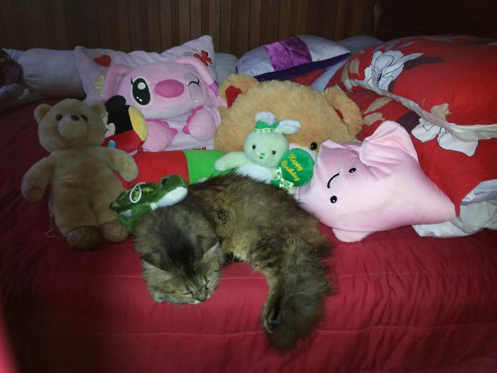 Любимая игрушка кошки. Кот среди игрушек. Самые милые игрушки в мире. Испорченная спальня с мягкими игрушками. Тестовые ночи с игрушками.