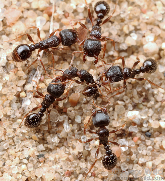 Фотки муравьев. Тетрамориум. Муравей Мирник. Tetramorium SP. Аргентинский муравей суперколонии.