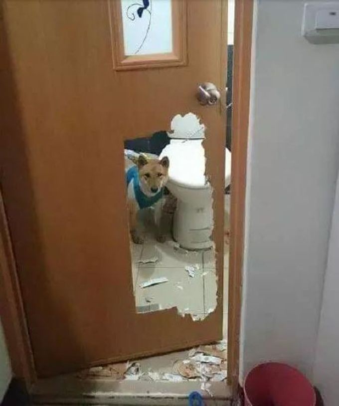 Собака закрывает дверь. Дверь для кошекмв туалет. Дверь для кошки в санузел. Отверстие в двери для кошки. Дверца для кота в туалет.