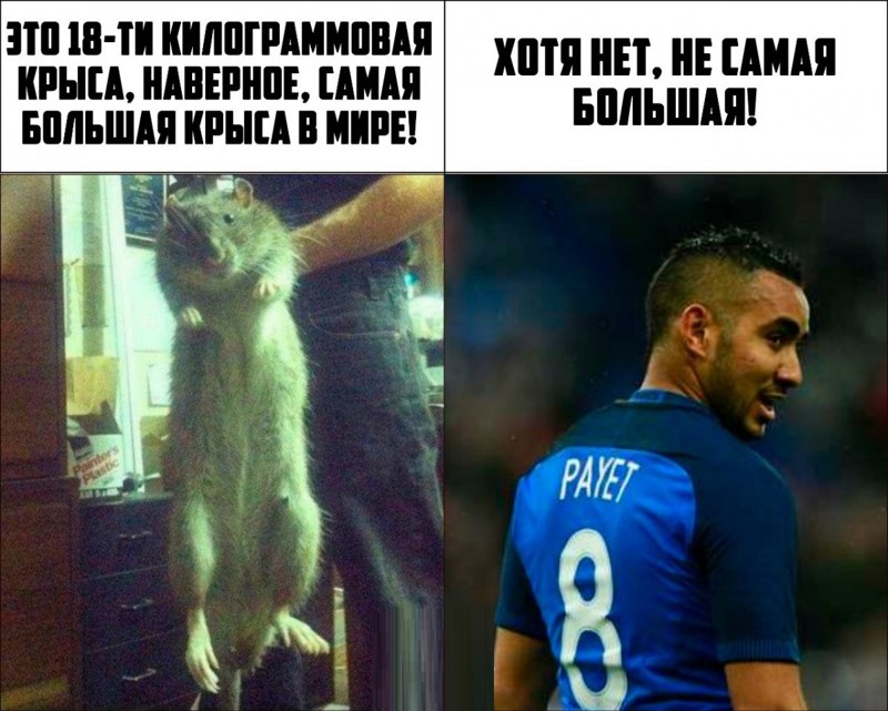 Пожалуй самой. Мемы с крысами. Самая большая крыса в мире. Крыса Мем. Большая крыса Мем.