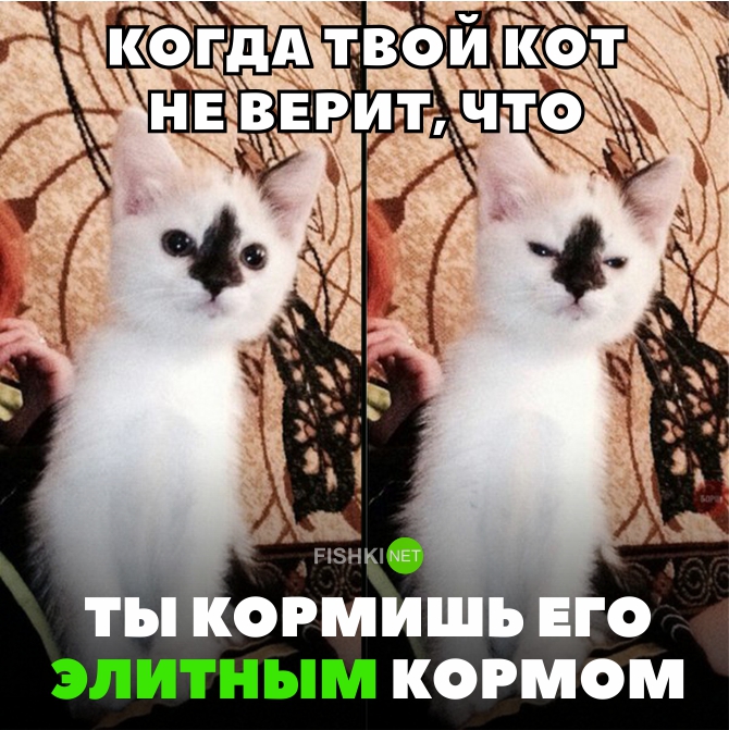 Не Верь Коту Фото