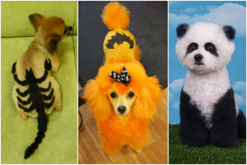 разноцветные пудели. крашеные собаки. красят ли собак. бивер с пуделем. красят ли собак.