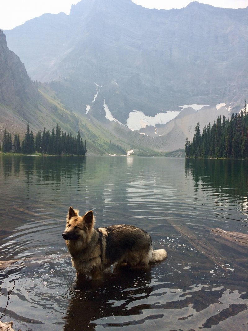 Шотландский ретривер. Собачка у озера. Собака над водой нереальные фото. Золотистый ретривер на озере. Собака на озере.