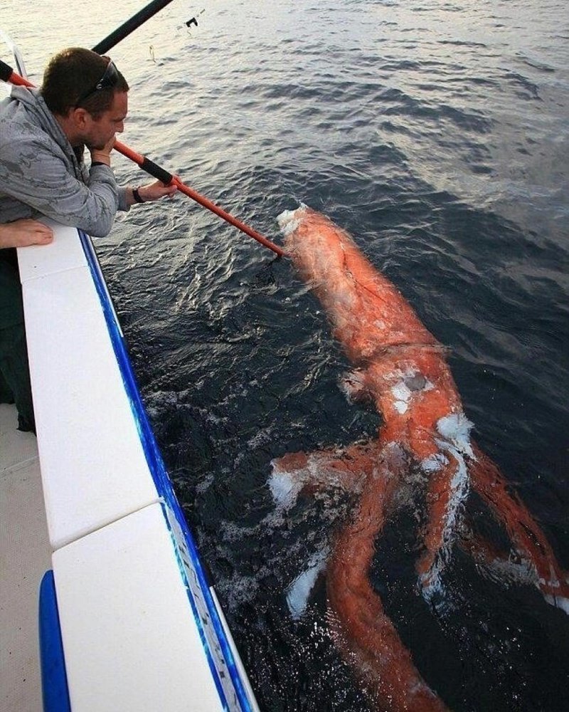 Глубоководный кальмар размеры. Гигантский глубоководный кальмар. Гигантский кальмар Architeuthis. Architeuthis Dux гигантские кальмары.