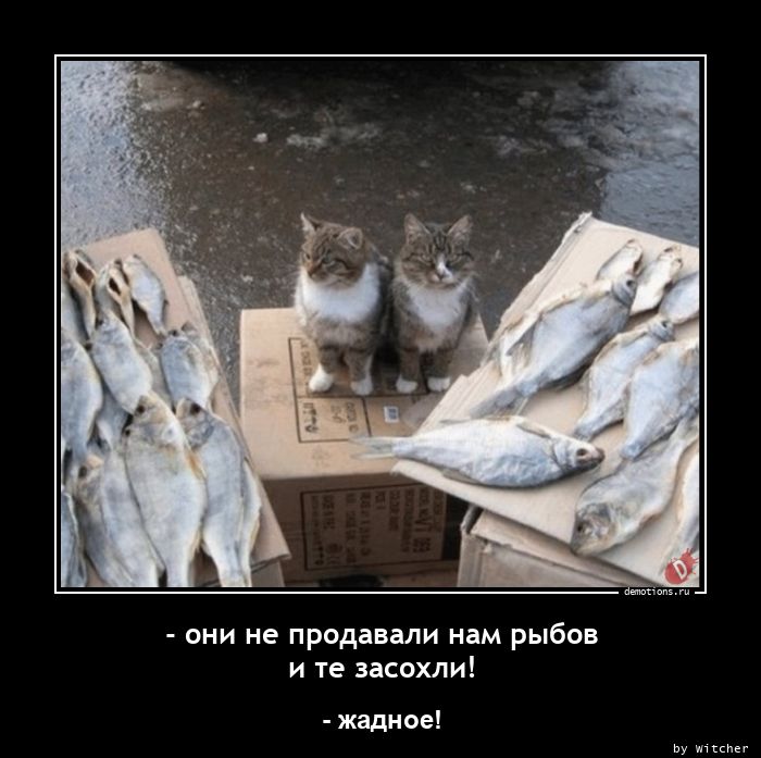 Котам рыбов. Коты вы рыбу продаете. Коты демотиваторы. Рыб продаете. Рыб продаете красивое.