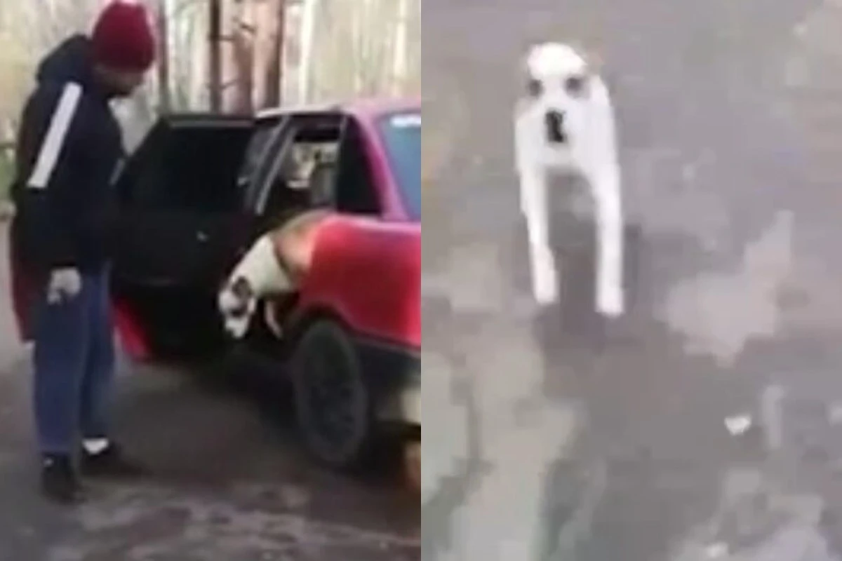 Чуть не оторвала. Собаки напали на машину. Собака напала на женщину возле машины. Собака в машине. Девушка задавила собаку.