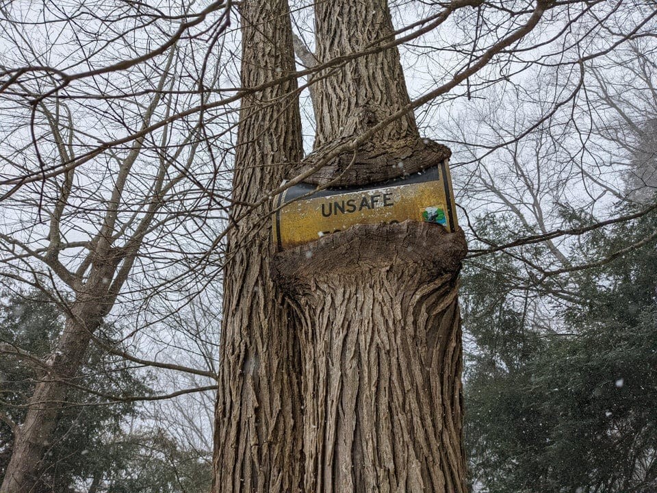 Огайо дерево. Jungle canopy slide. Лес хойя-бачу. Включи который на дереве. Деревья что поглощают людей.