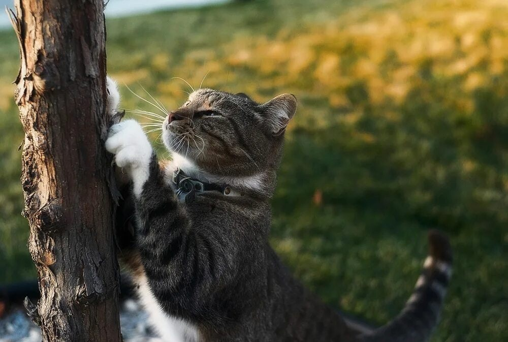 Любит драть. Кошка точит когти. Кошка царапает. Кошки скребутся. Кошка скребет.